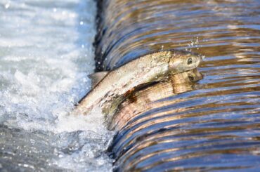 Ein Lachs springt den Fluss aufwärts einen kleinen Wasserfall hoch.